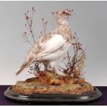 * A taxidermy Red Grouse (Lagopus lagopus scotica) in winter plumage, mounted on a naturalistic base