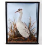 * A taxidermy Albino Grebe (Podicipedidae), mounted in a naturalistic setting against a blue