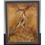 * An early 20th century taxidermy Goldfinch (Carduelis carduelis) mounted on a branch in a