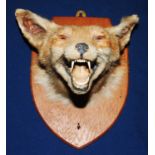 * An early 20th century taxidermy Fox (Vulpes vulpes) mask, mounted on an oak shield, bearing a