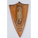 * An Edwardian taxidermy pad, mounted on an oak shield annotated 'T.F.B', Longstanton Oct 26