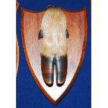 * An early 20th century taxidermy Deer slot, mounted on an oak shield, bearing a label verso W.J.