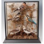 * A Victorian taxidermy group of seven British birds to include Goldcrest (Regulus regulus),