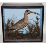 * A taxidermy Eurasian Curlew (Scolopax arquata), mounted in a naturalistic setting, within a glazed