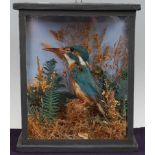 * An Edwardian taxidermy Kingfisher (Alcedo atthis), mounted in a naturalistic setting, within a