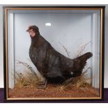 * A taxidermy Black-crested Bantam (Gallus gallus domesticus), mounted in a naturalistic setting