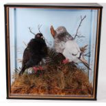 * A pair of male and female taxidermy Chinese Owl Pigeons (Columbia livia domestica), mounted in a