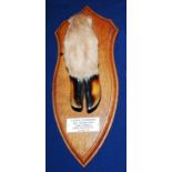 * A 20th century taxidermy Deer slot, mounted on an oak shield with plaque annotated "Tiverton