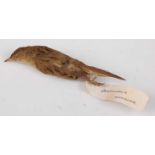 * An early 20th century taxidermy cabinet skin of a Grasshopper Warbler (Locustella naevia), bearing