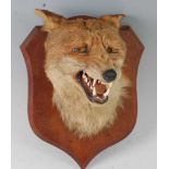 * An early 20th century taxidermy Fox (Vulpes vulpes) mask, adult head mount turning slightly to the
