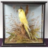 * A modern taxidermy Budgerigar (Melopsittacus undulatus), mounted on a branch in a naturalistic