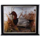 * A late Victorian taxidermy Pochard (Aythya ferina), mounted in a naturalistic setting with painted