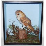 * An early 20th century taxidermy Barn Owl (Tyto alba) re-mounted, perched on a stump in a