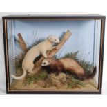 * A taxidermy pair of Ferret (Mustela putorius furo), mounted in a naturalistic setting, within a