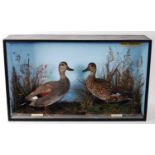 * A brace of early 20th century taxidermy Gadwall (Mareca strepera), each with eclipse plumage and