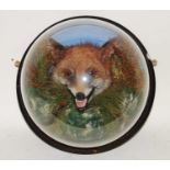 * A large late Victorian taxidermy Fox mask (Vulpes vulpes) mounted as though emerging from a den
