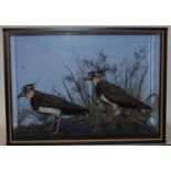 * A pair of taxidermy Lapwing (Vanellus vanellus), mounted in a naturalistic setting within a glazed