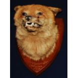* An Edwardian taxidermy Fox (Vulpes vulpes) mask, mounted on an oak shield annotated Lord