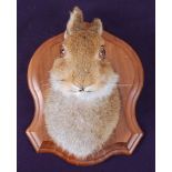 * A taxidermy Hare (Lepus timidus) mask, mounted on an oak shield with plaque "Irish Hare (Lepus