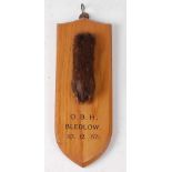 * A taxidermy Fox (Vulpes vulpes) pad, mounted on an oak shield, annotated "O.B.H., Bledlow, 10.12.