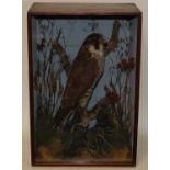 * A late Victorian taxidermy Peregrine Falcon (Falco peregrinus), full mount, perched on a branch