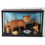 * A taxidermy Fox cub (Vulpes vulpes), mounted in standing pose in a naturalistic setting within a