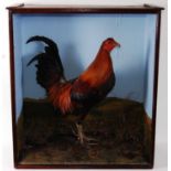 * An early 20th century taxidermy Gamecock, mounted in a naturalistic setting with painted back