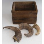 * A pair of ram's horns, approx 20cm; together with another singular example contained in a