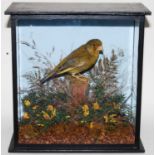 * A taxidermy Greenfinch (Chloris chloris), mounted in a naturalistic setting against a painted