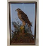 * A taxidermy Northern Goshawk (Accipiter gentilis), full mount, perched on a stump amidst foliage