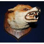 * A 20th century taxidermy Fox (Vulpes vulpes) mask, adult mount facing left, on an oak shield, h.