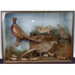 * Attributed to E.C. Saunders of Great Yarmouth, a taxidermy pair of English Partridge (Perdix