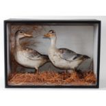 * A pair of taxidermy male (eclipse) and female Garganey ducks (Anas querquedullus), mounted in a