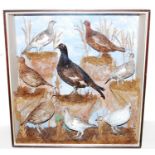 * A group of eight taxidermy Scottish game birds to include Black Grouse (Lyrus tetrix), Red