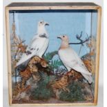 * A brace of taxidermy Pigeon (Columbidae), mounted facing each other in a naturalistic setting