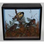 * A trio of taxidermy birds to include Great Tit (Parus major), Dunnock (Prunella modularis), and