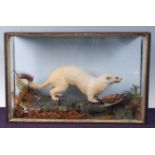 * An early 20th century taxidermy Ermine Stoat (Mustela erminea), full mount with prey in a