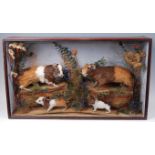 * A taxidermy group of Guinea Pigs (Cavia porcellus), to include two adults and two juveniles,