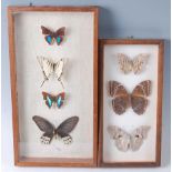 Lepidopterology, a collection of sixty three various butterflies and moths to include Blue-banded