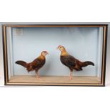 * A pair of taxidermy partridge coloured Old English Game Bantam (Gallus gallus domesticus), mounted