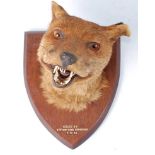 * A taxidermy Fox (Vulpes vulpes) mask, mounted on an oak shield annotated "Killed by Stevenson