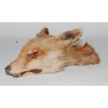 * A taxidermy Fox (Vulpes vulpes) death mask, L. 30cm.Condition report: From ‘A Broad Collection