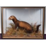 * A taxidermy Wild Polecat (Mustela putorius), full mount on a naturalistic base with ferns and