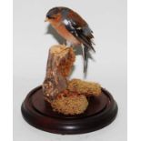 * A taxidermy Chaffinch (Fringillidae), mounted on a tree stump, beneath a glass dome on a wooden