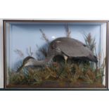 * A taxidermy Heron (Ardeidae), full mount on a naturalistic base amidst tall grasses against a blue
