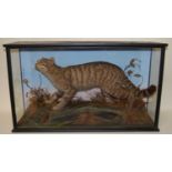 * A late Victorian taxidermy Scottish Wildcat (Felis silvestris grampia), full adult mount with head