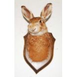 * A taxidermy Hare (Lepus timidus) mask mounted on an oak shield, bearing a label verso for John
