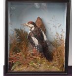 * A Victorian taxidermy Lesser-spotted Woodpecker (Dryobates minor), mounted in a naturalistic