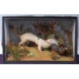* A taxidermy pair of Ermine Stoat (Mustela erminea), one with prey the other emerging from a
