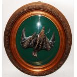 * A taxidermy hanging Snipe (Gallinago gallinago), mounted in a Ledot style glass bubble case within
